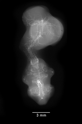 stage 28 chick embryo x-ray